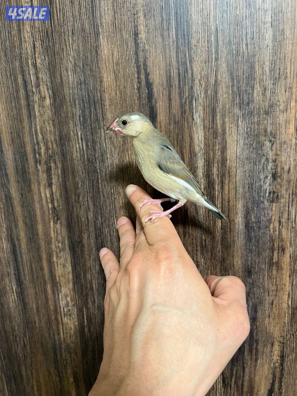 جاوا ربوة طير ونيس للكبار والصغار6