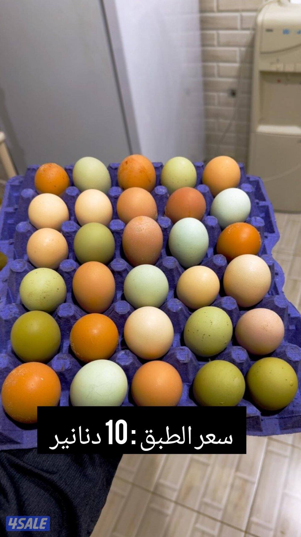 للبيع اطباق بيض لوهمان + بيض ملون+ فقاسة فتحي 500 بيضه0