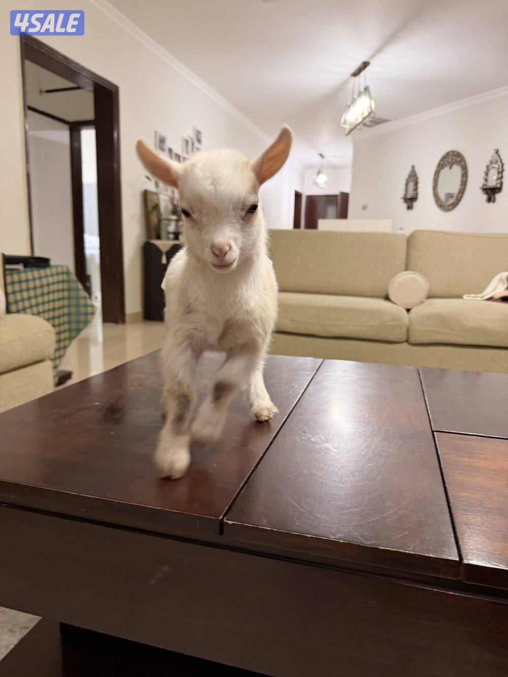 ماعز قزم انثى0