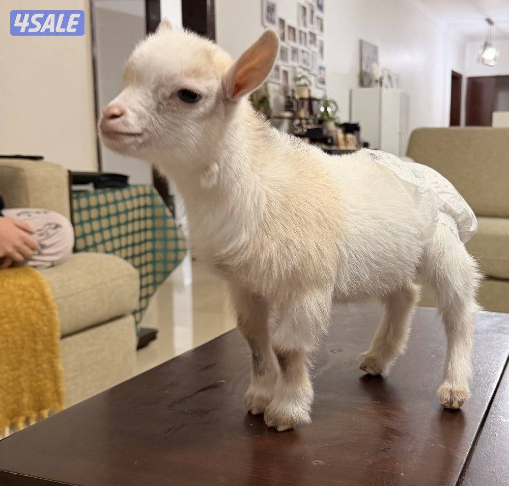 ماعز قزم انثى1