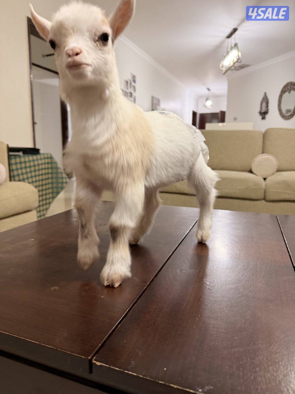 ماعز قزم انثى2