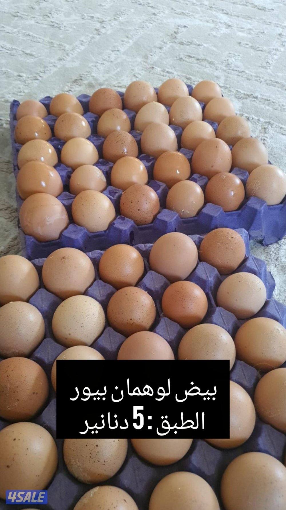 للبيع بيض للفقاسه لوهمان بيور + بيض ملون + فقاسه1