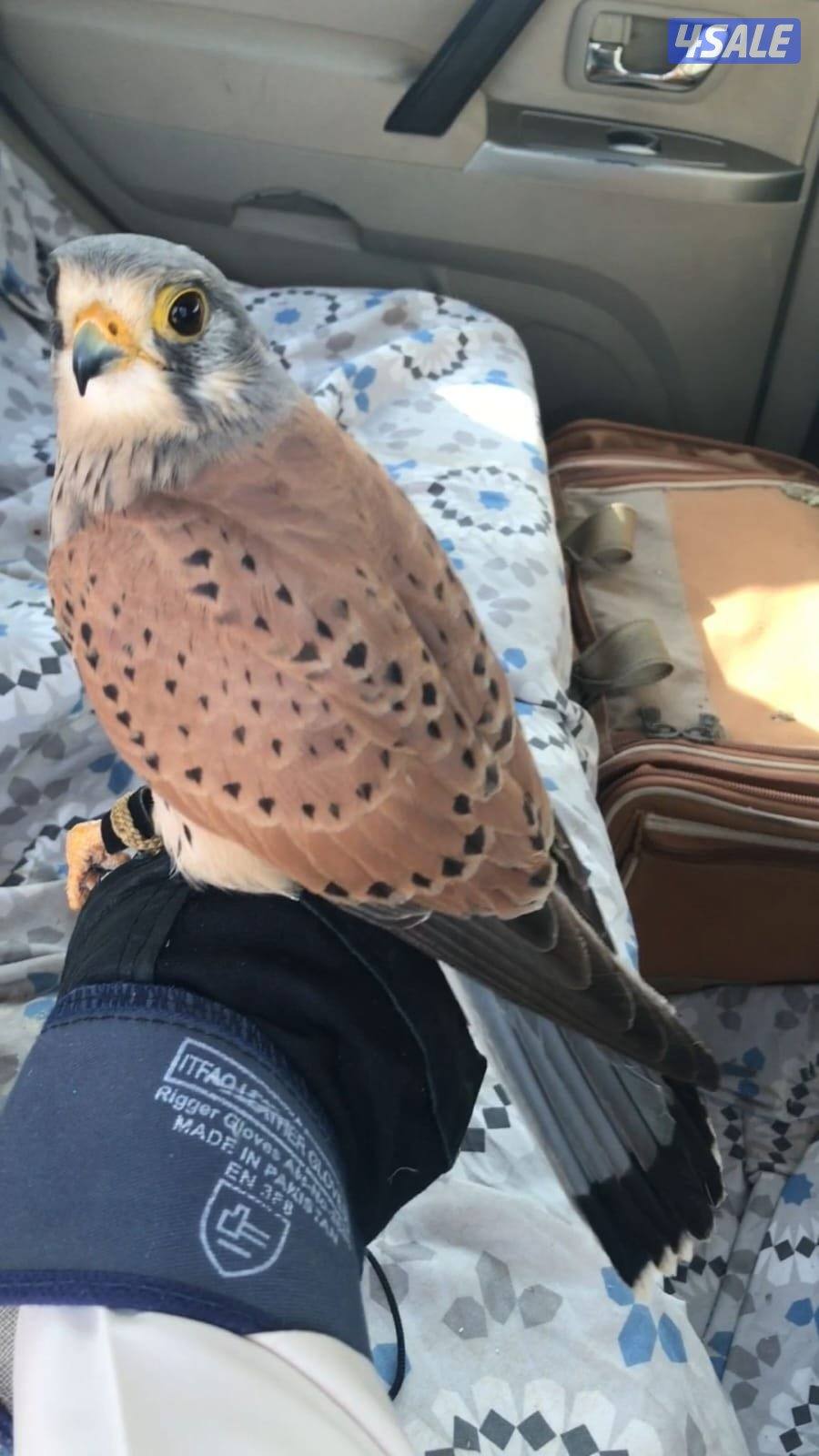 طير مو مدرب ب130