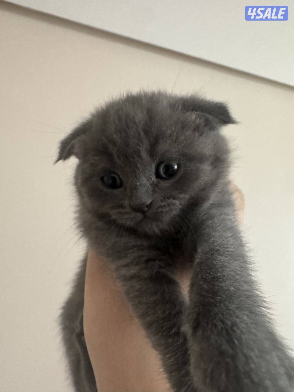1 month old british / scottish fold0