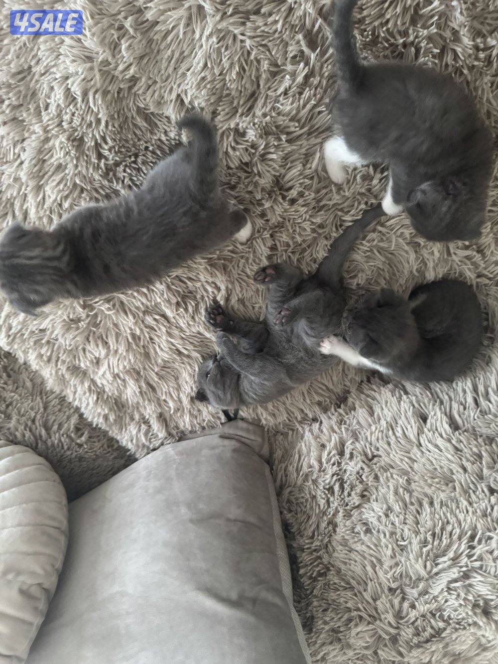 1 month old british / scottish fold1