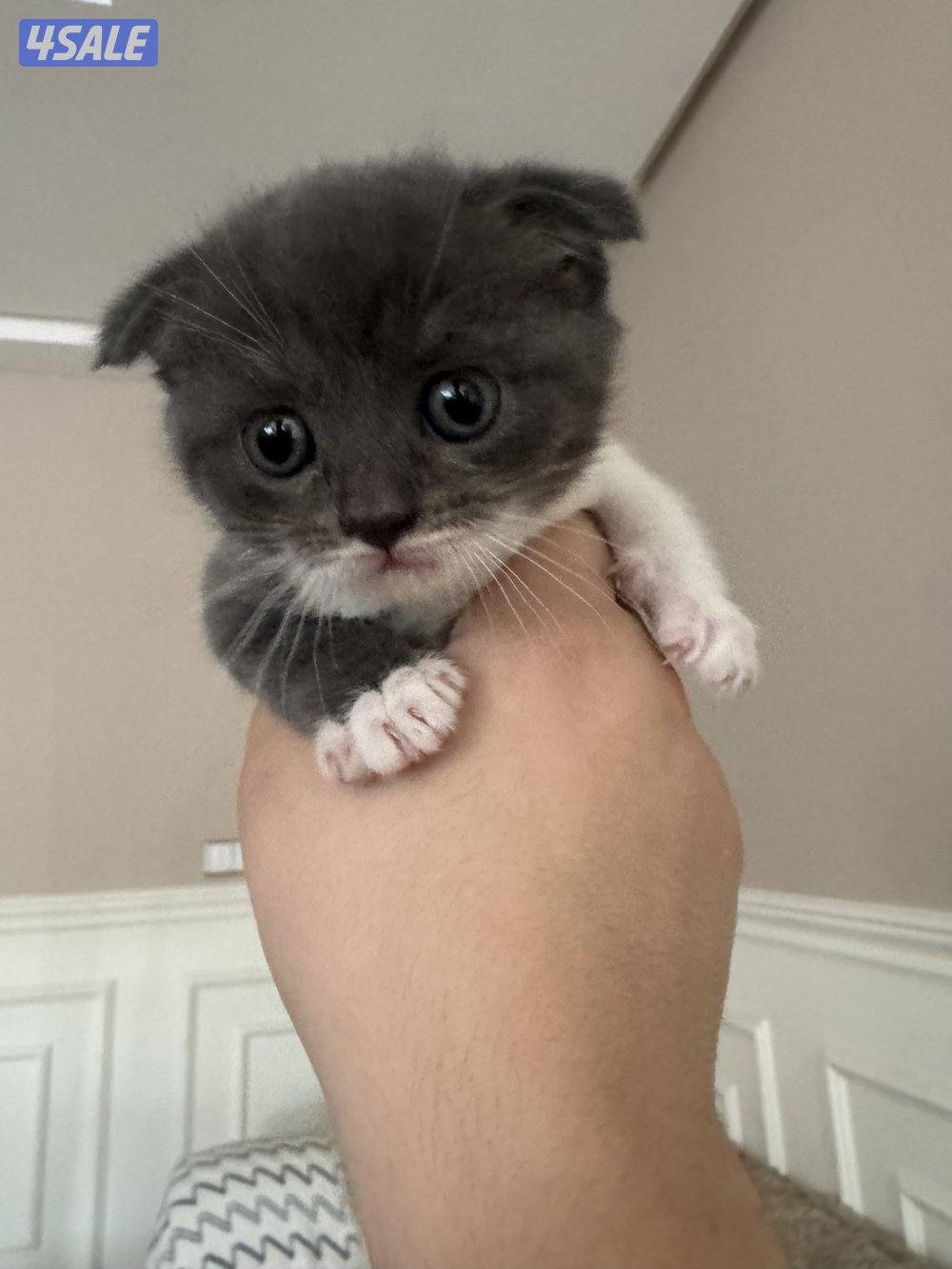 1 month old british / scottish fold2