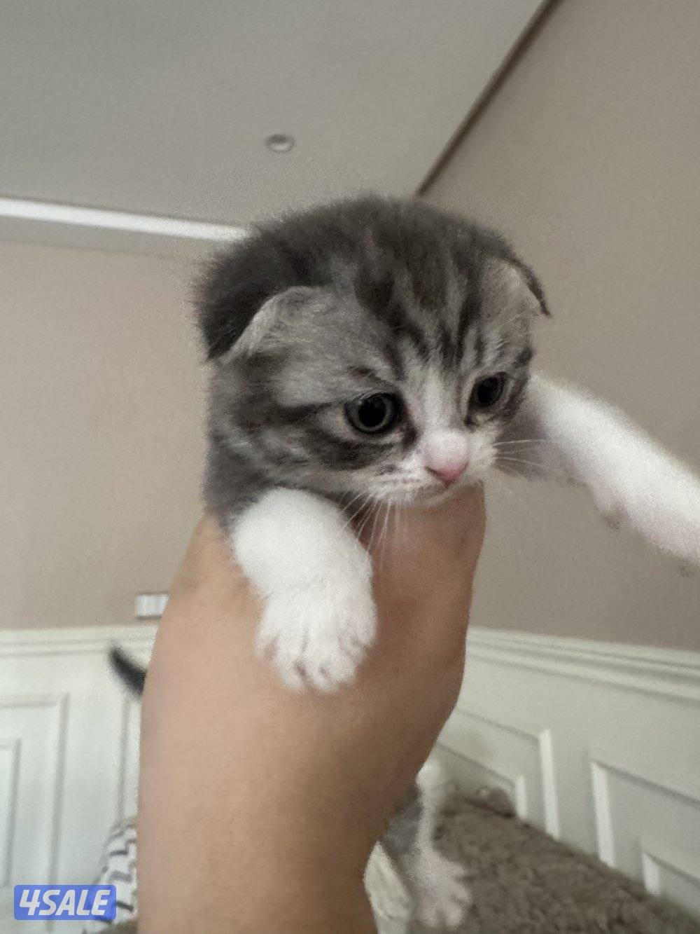 1 month old british / scottish fold3