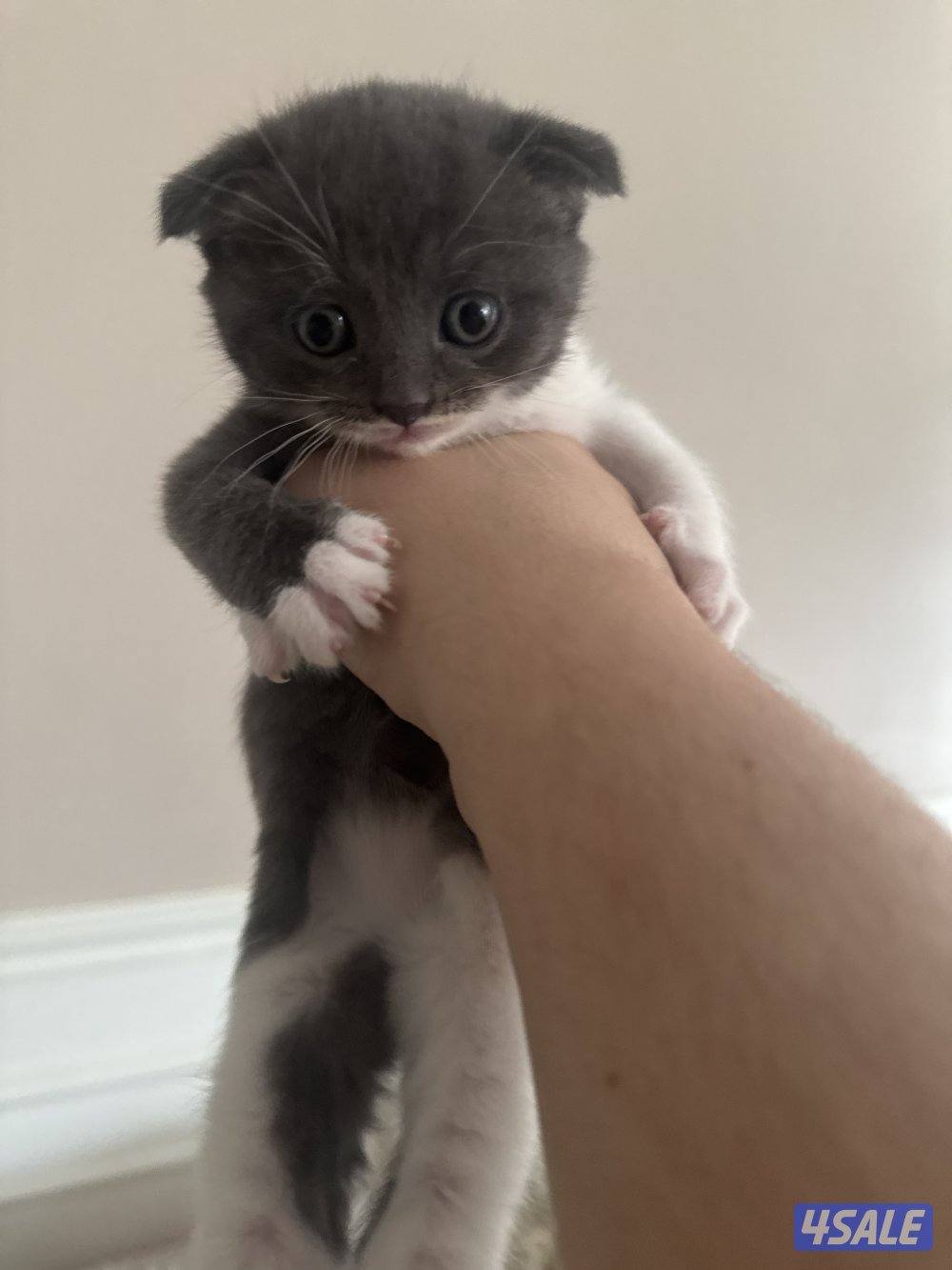 1 month old british / scottish fold4