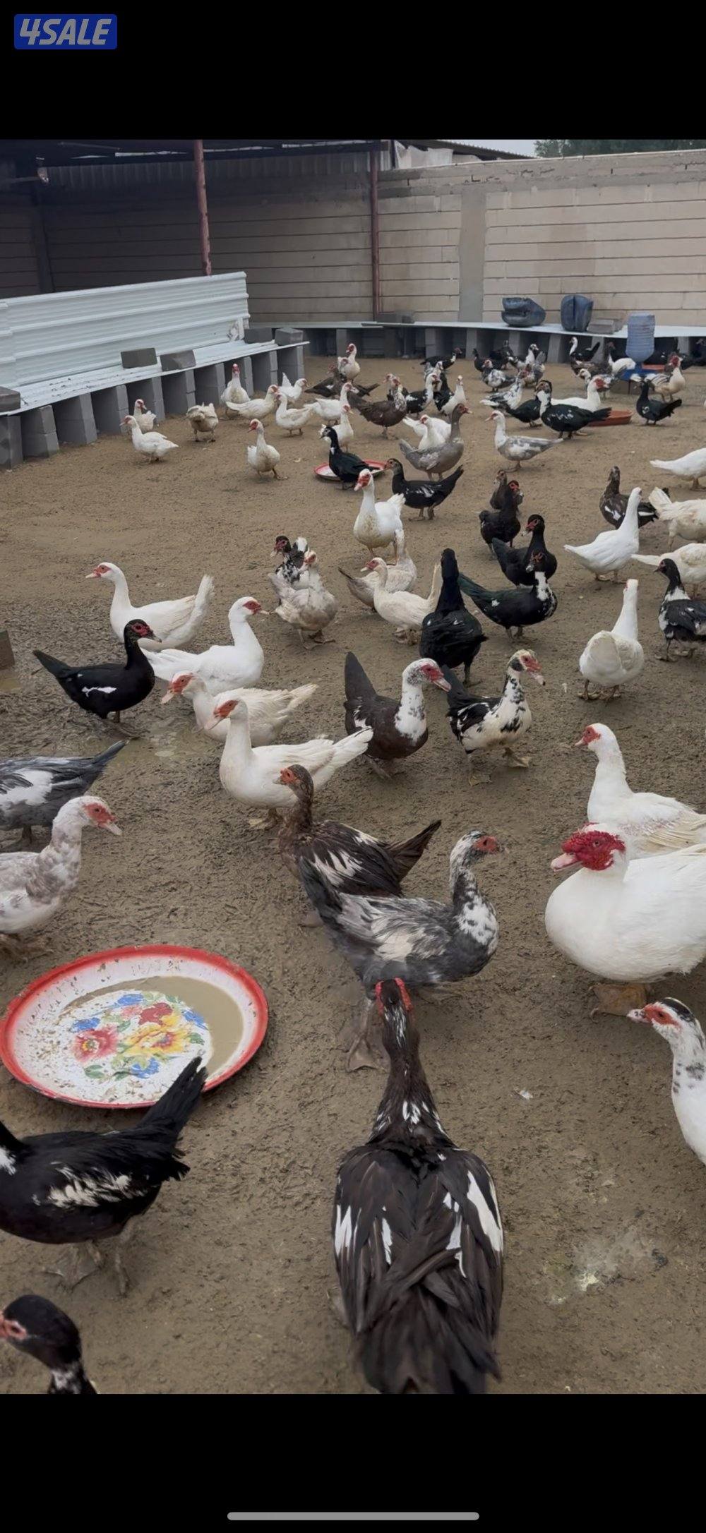 💥للبيع بط مسكوفي💥0