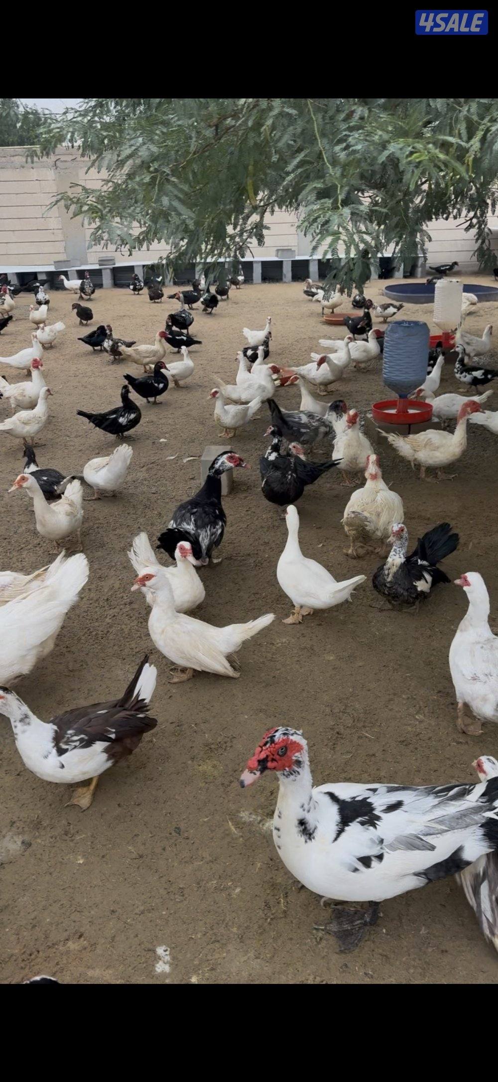 💥للبيع بط مسكوفي💥2