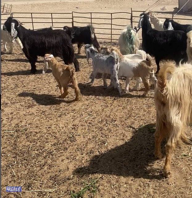 15عوارض فاخرة ومرسسة5مطافيل 4سونار 2حليب طيب 4جفارمنوة الجناي7