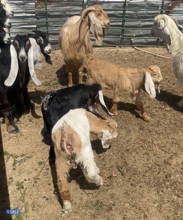 15عوارض فاخرة ومرسسة5مطافيل 4سونار 2حليب طيب 4جفارمنوة الجناي2