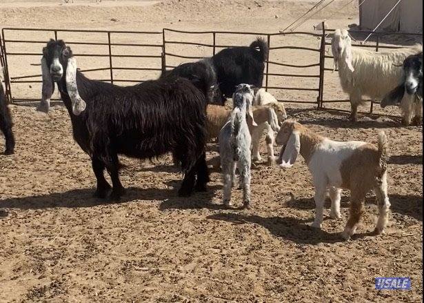 15عوارض فاخرة ومرسسة5مطافيل 4سونار 2حليب طيب 4جفارمنوة الجناي3