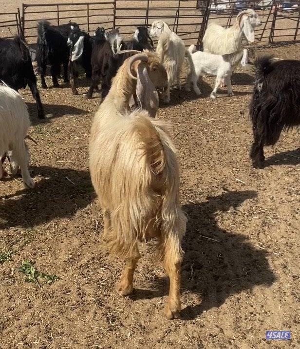 15عوارض فاخرة ومرسسة5مطافيل 4سونار 2حليب طيب 4جفارمنوة الجناي8