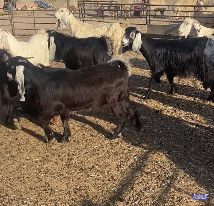 15عوارض فاخرة ومرسسة5مطافيل 4سونار 2حليب طيب 4جفارمنوة الجناي9