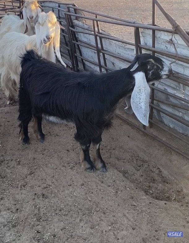 15عوارض فاخرة ومرسسة5مطافيل 4سونار 2حليب طيب 4جفارمنوة الجناي5