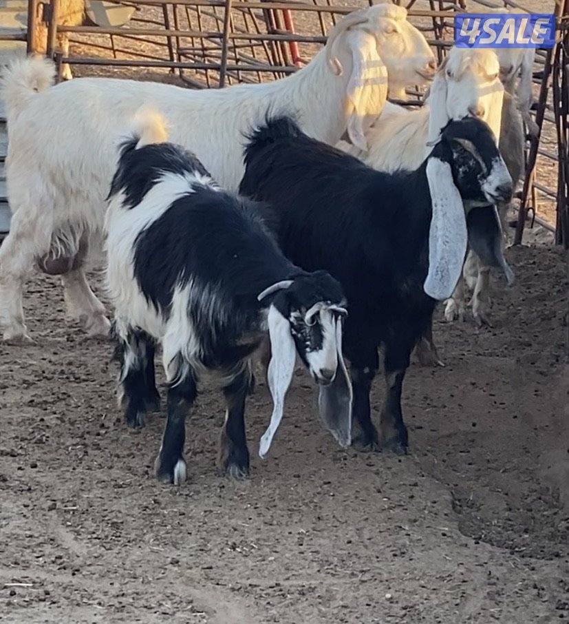 15عوارض فاخرة ومرسسة5مطافيل 4سونار 2حليب طيب 4جفارمنوة الجناي10