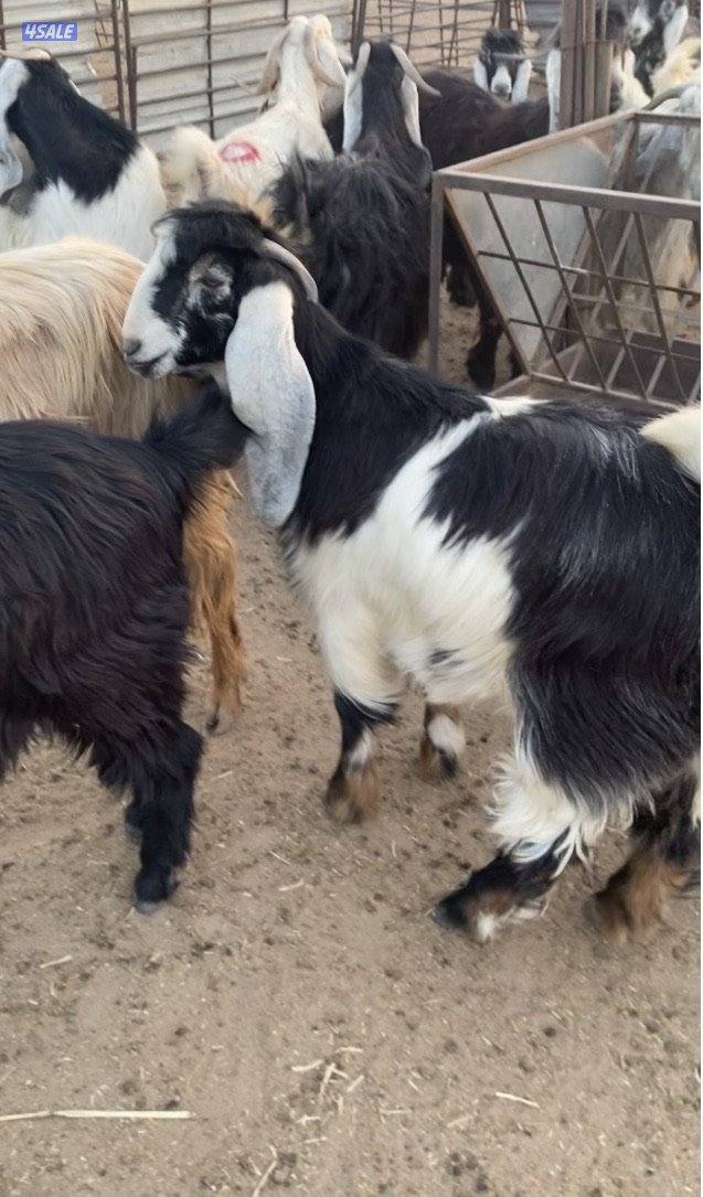 15عوارض فاخرة ومرسسة5مطافيل 4سونار 2حليب طيب 4جفارمنوة الجناي4