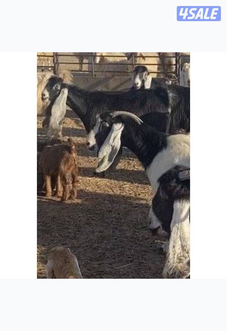 15عوارض فاخرة ومرسسة5مطافيل 4سونار 2حليب طيب 4جفارمنوة الجناي1