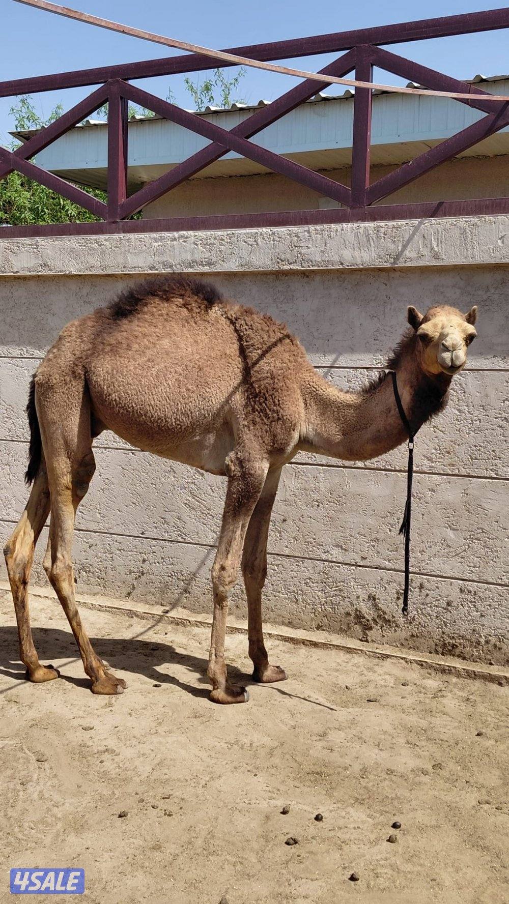 للبيع العدد ٢ مفرود او فصيل ، افحل ، الراس ٣٥٠ دك0