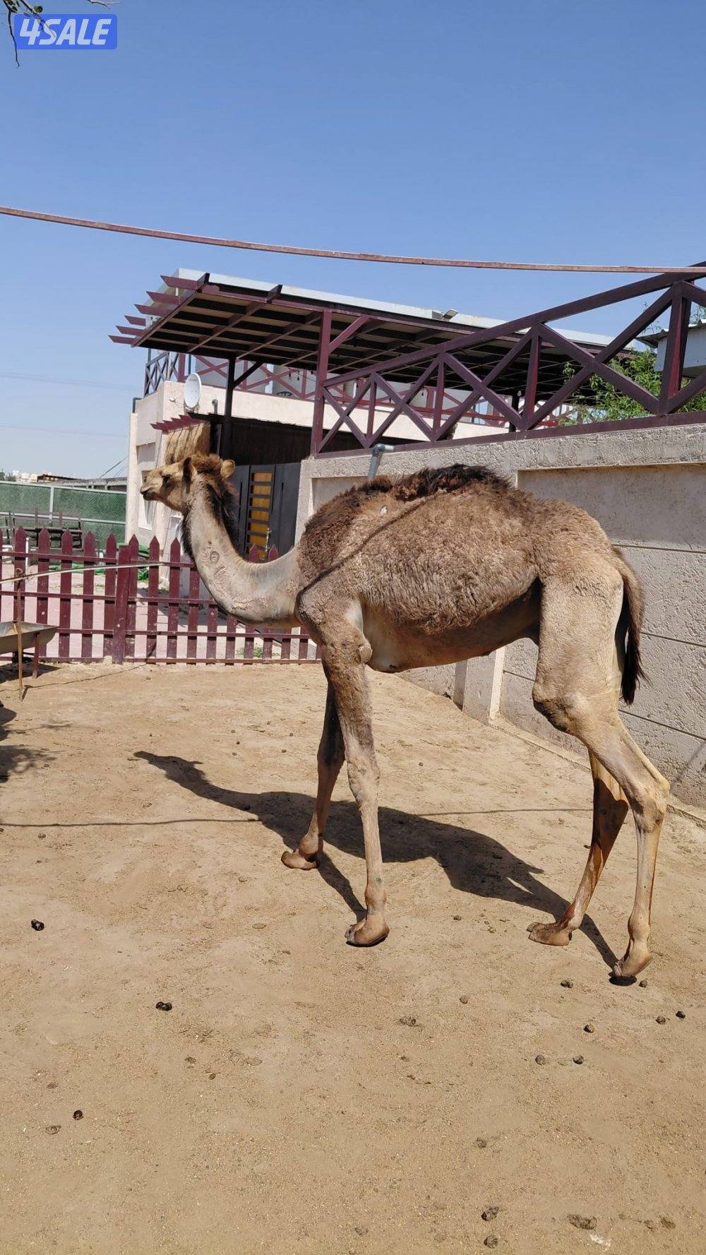 للبيع العدد ٢ مفرود او فصيل ، افحل ، الراس ٣٥٠ دك1