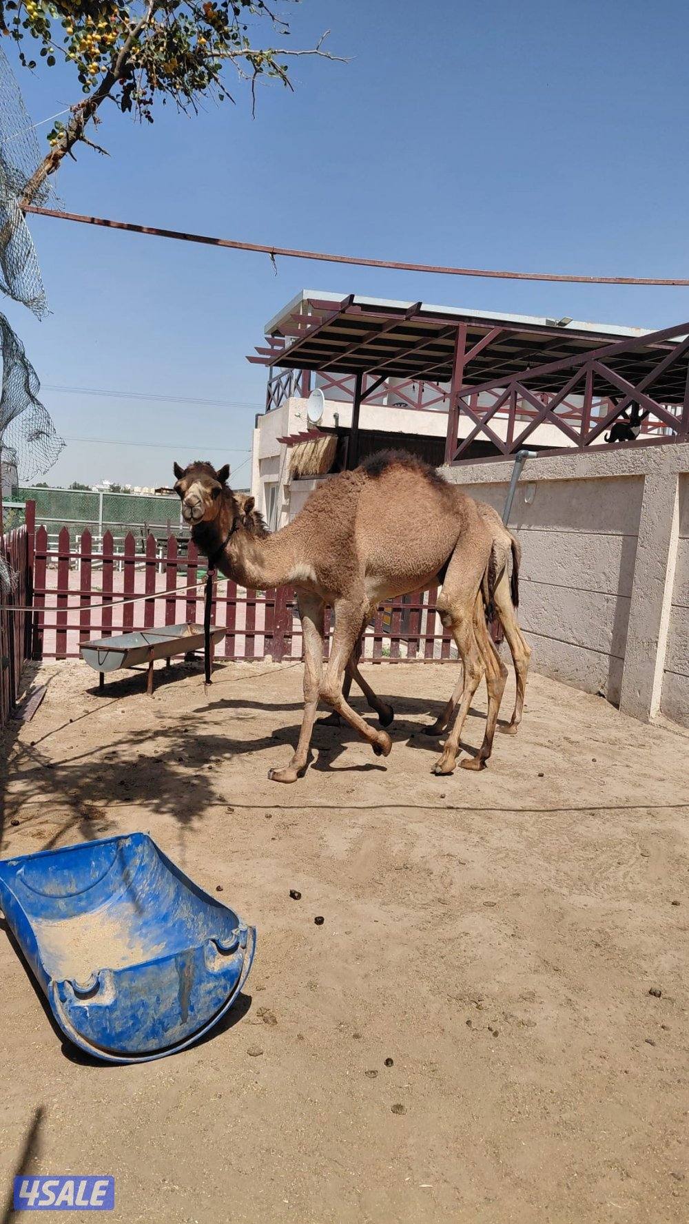 للبيع العدد ٢ مفرود او فصيل ، افحل ، الراس ٣٥٠ دك4