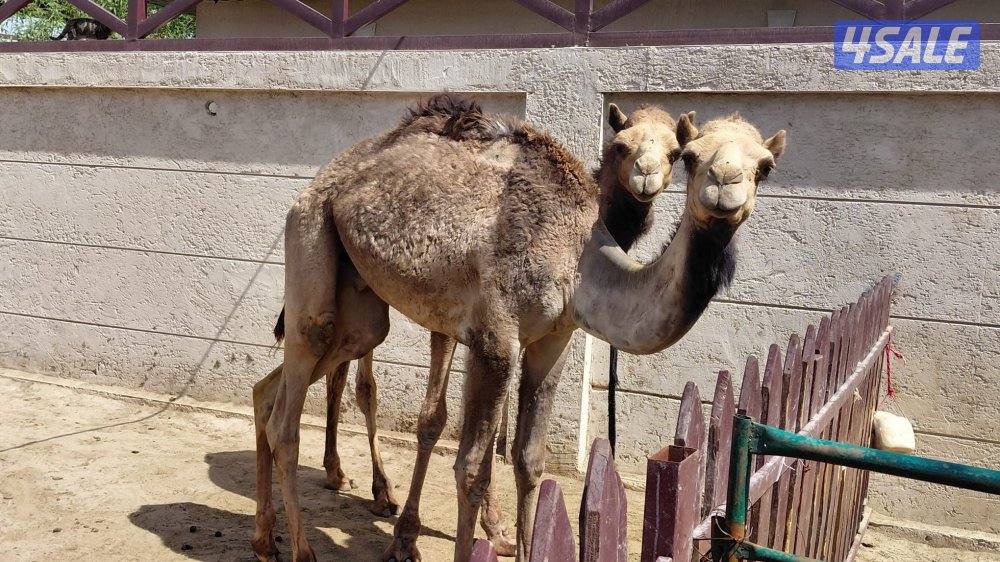 للبيع العدد ٢ مفرود او فصيل ، افحل ، الراس ٣٥٠ دك7