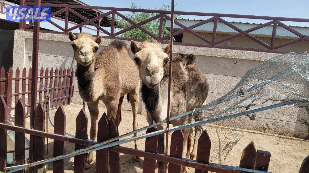 للبيع العدد ٢ مفرود او فصيل ، افحل ، الراس ٣٥٠ دك6