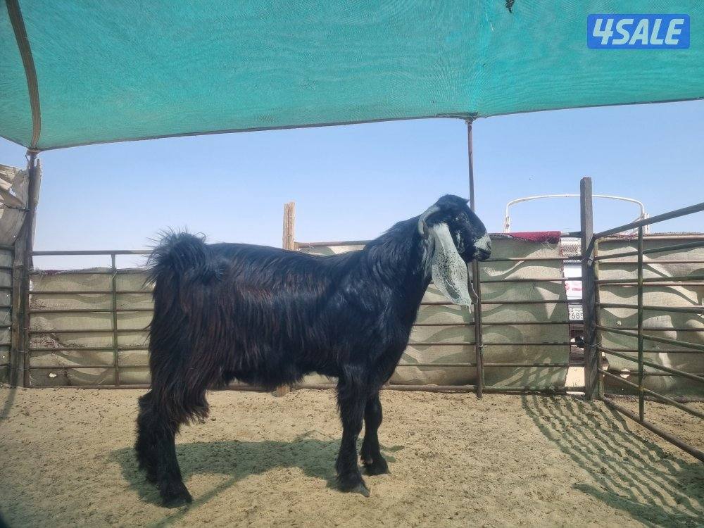 للبيع التيس عارضي شرط يقرع
العمر سنه1