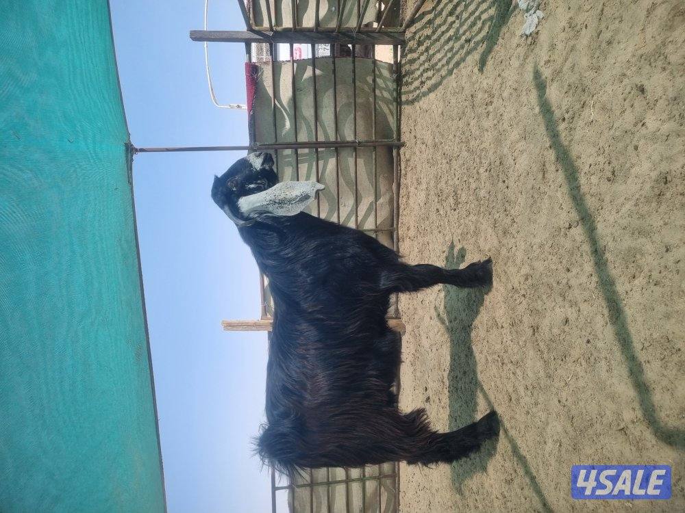 للبيع التيس عارضي شرط يقرع
العمر سنه0