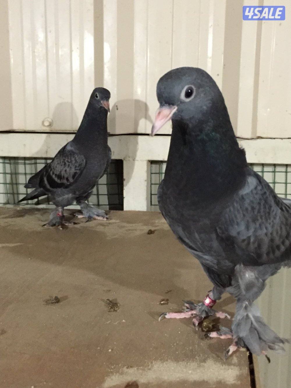 للبيع حمام لوت عدد ٣٠0