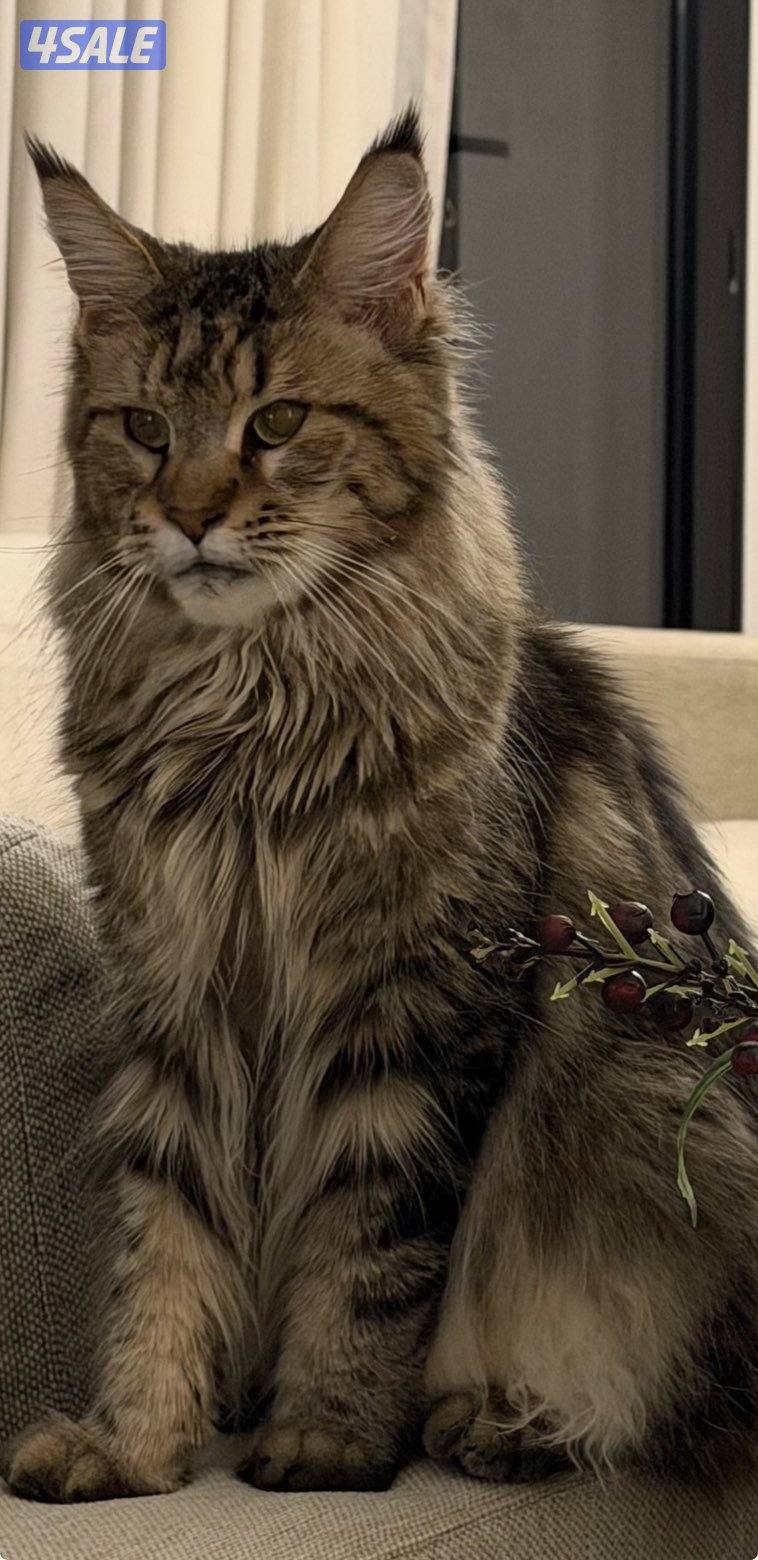 للبيع مين كون0