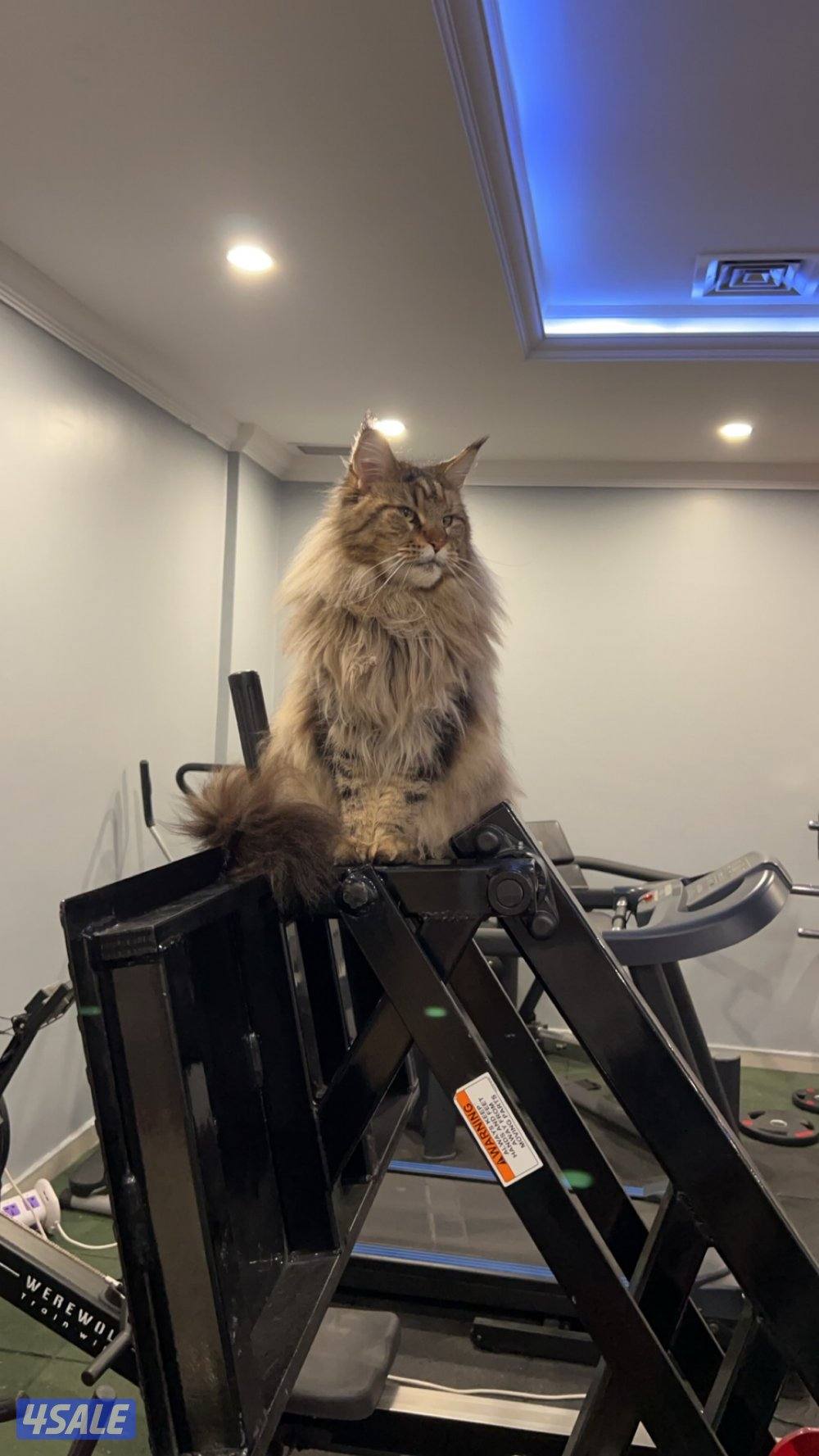 للبيع مين كون1