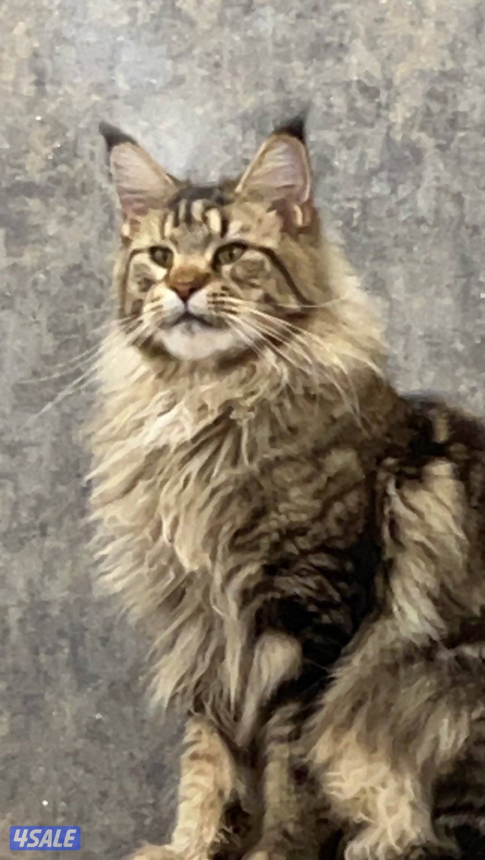 للبيع مين كون2