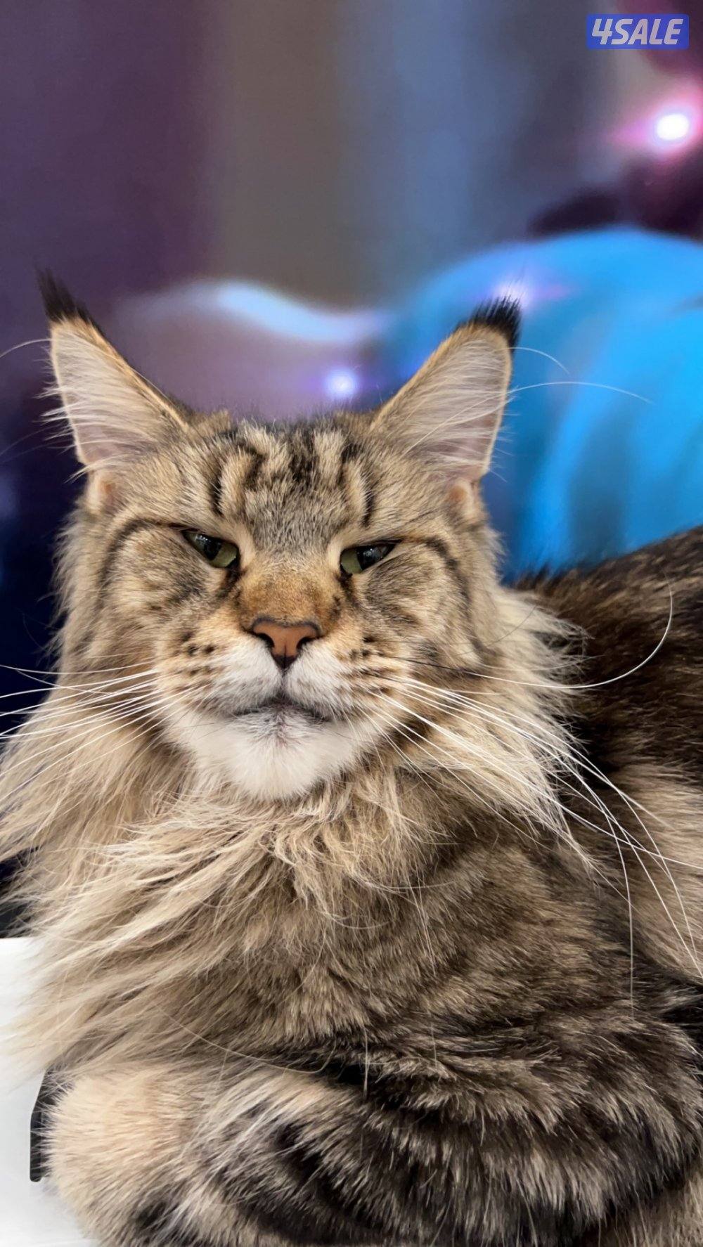 للبيع مين كون4