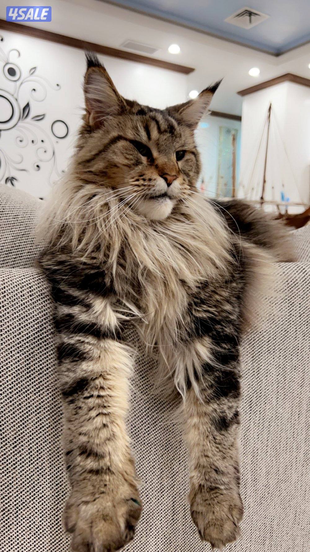 للبيع مين كون3