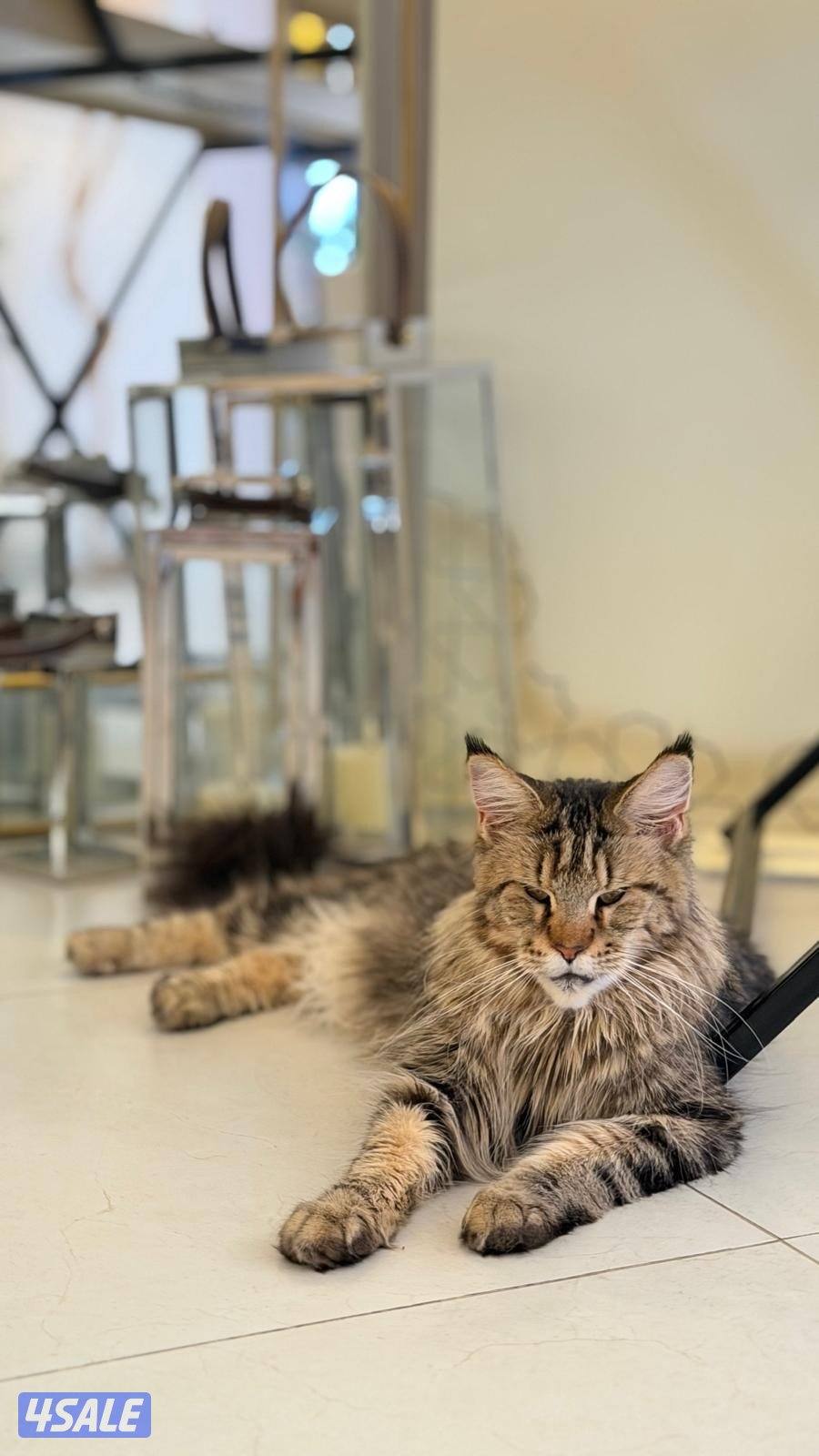 للبيع مين كون5