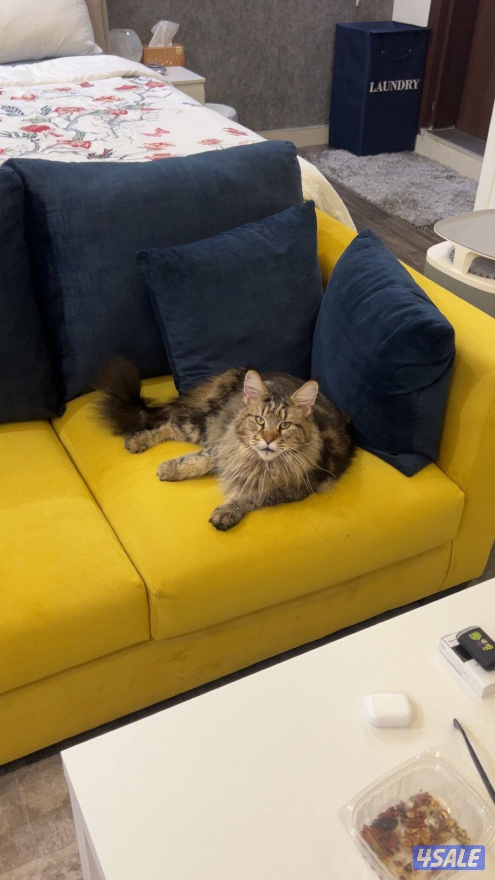 للبيع مين كون6