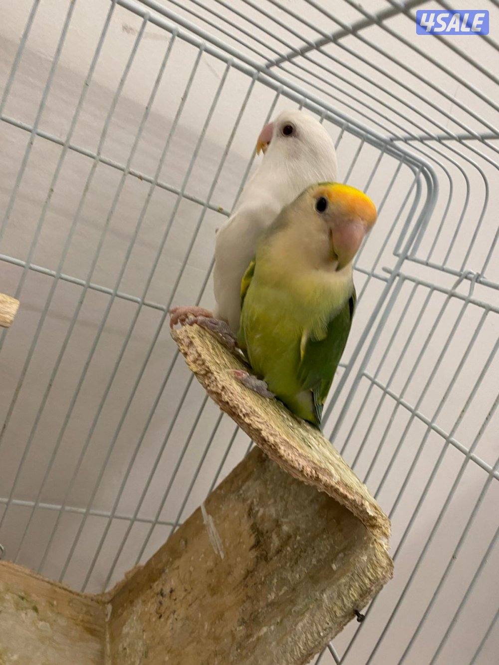 زوج لوف بيرد مع قفص صغير0