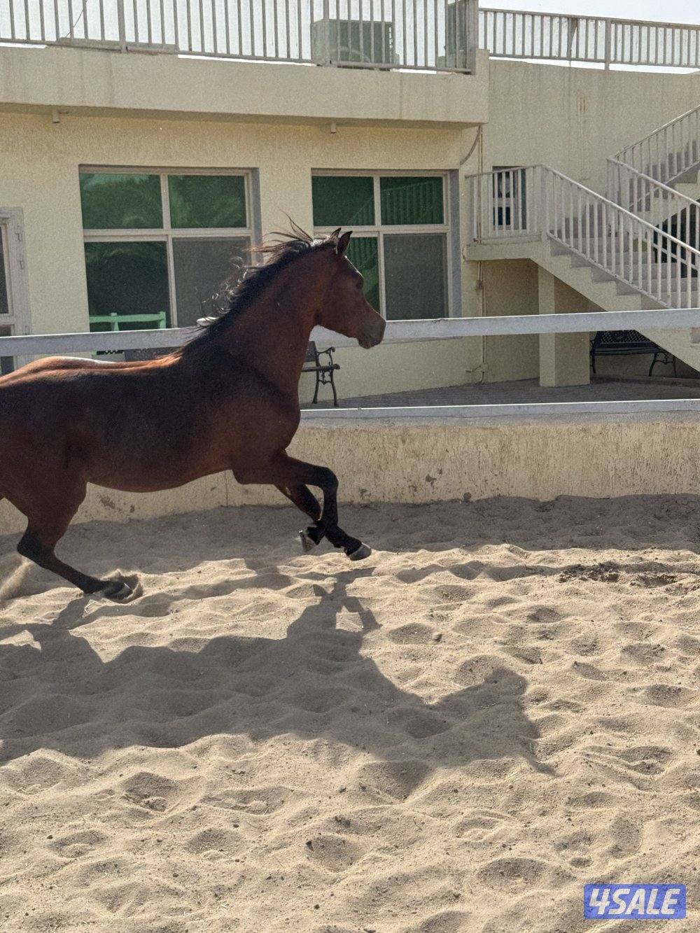 حصان مميز و موزون  شرط السلم مناسب لإلتقاط الاوتاد9