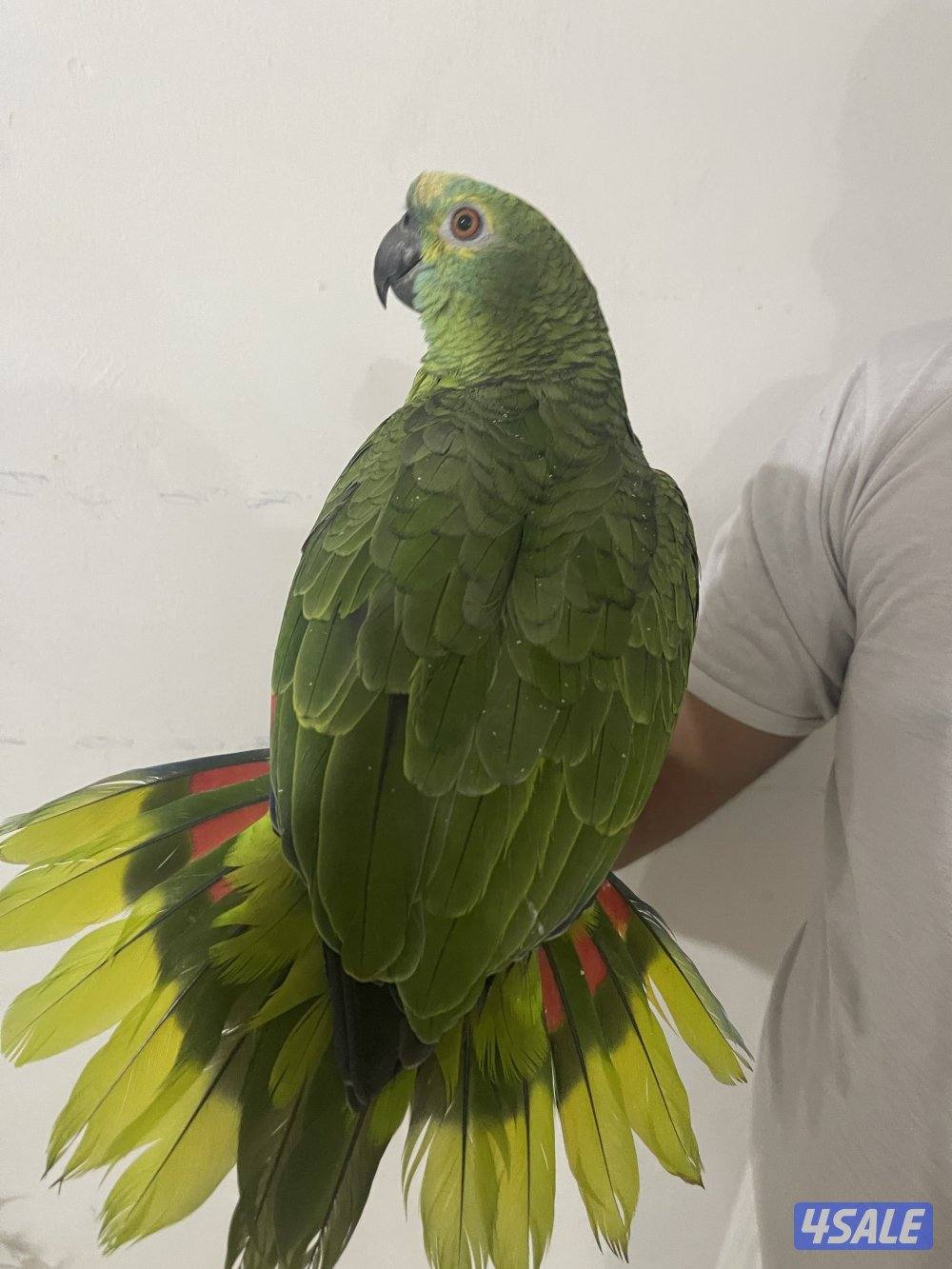 للبيع بالفرنتد1