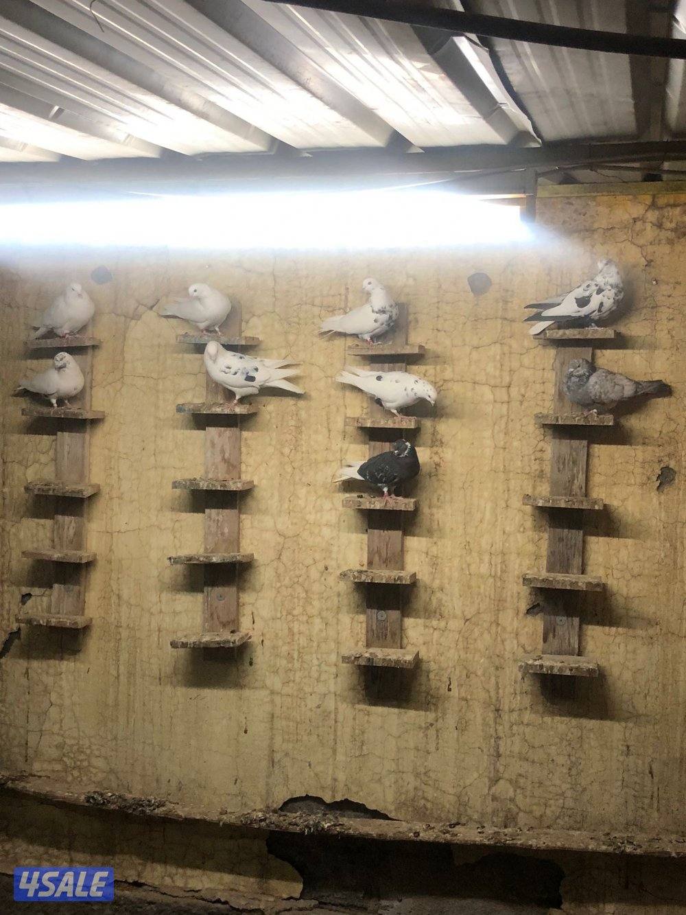 حمام ملاوين0