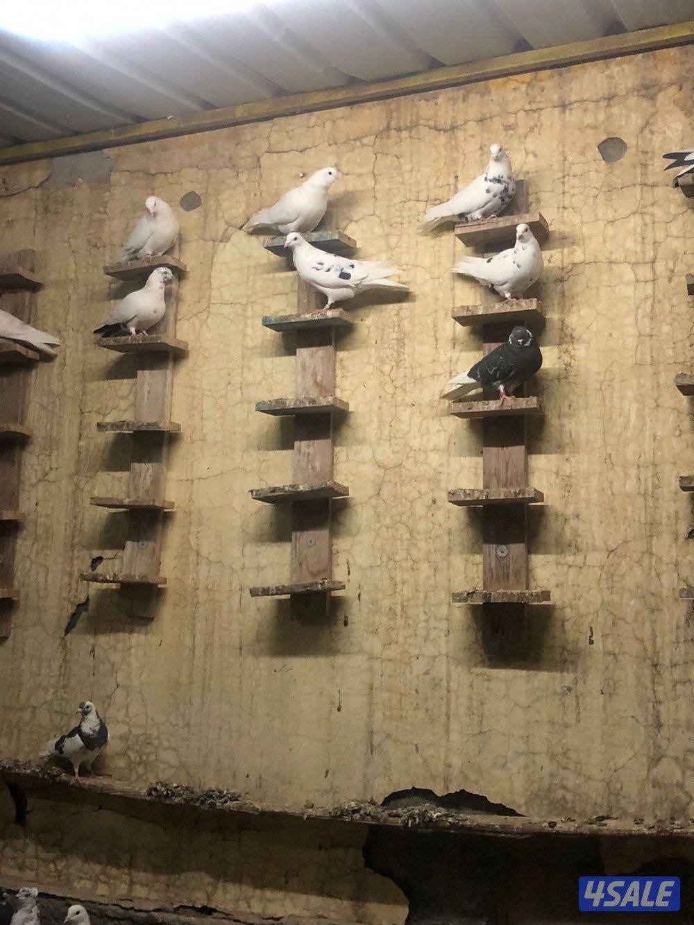 حمام ملاوين1