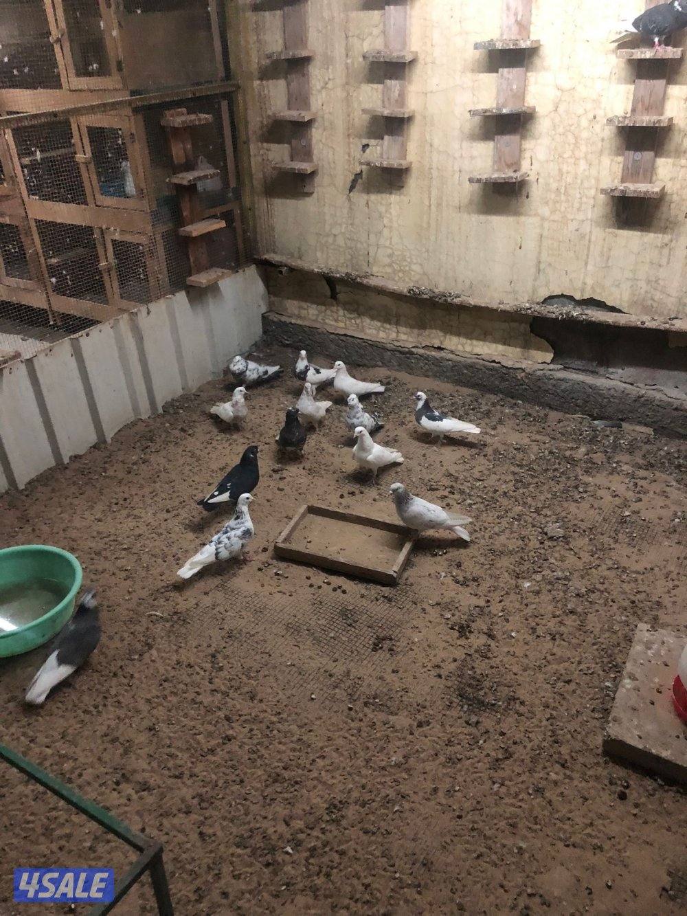 حمام ملاوين2