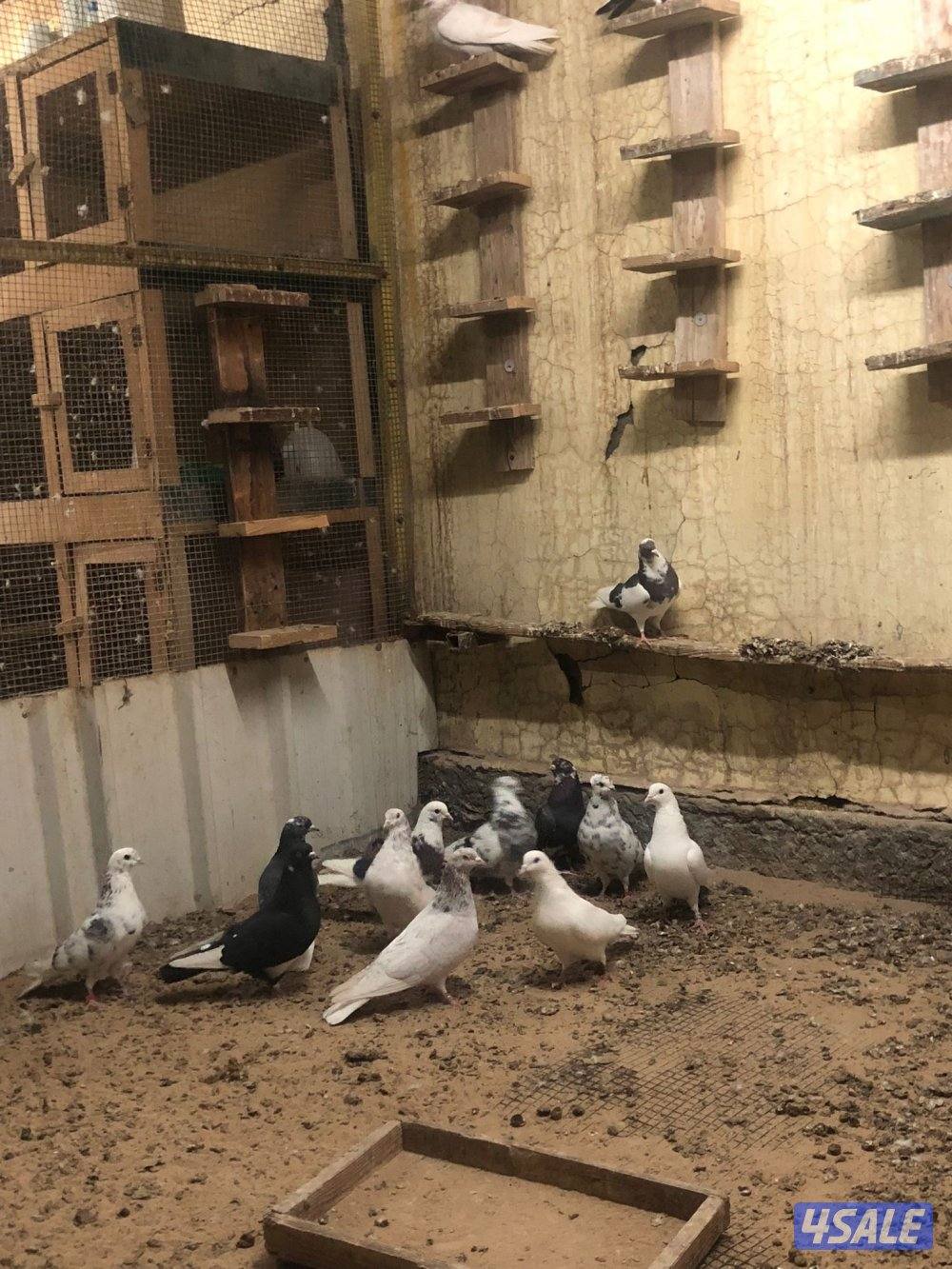 حمام ملاوين3