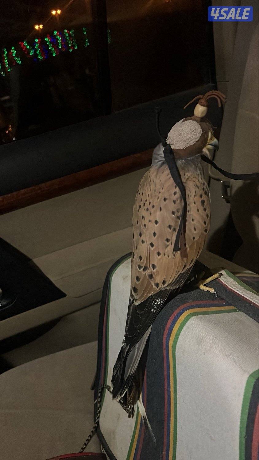 البيع طير حر3