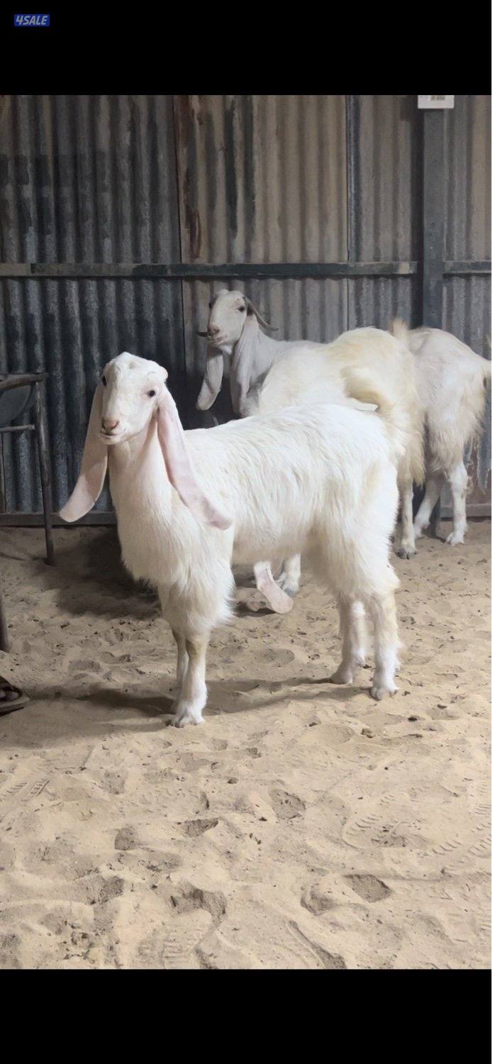 للبيع جفرتين عمرهم 6 شهور بنات  اعصار ولد اسيل لاهوب  الونش0