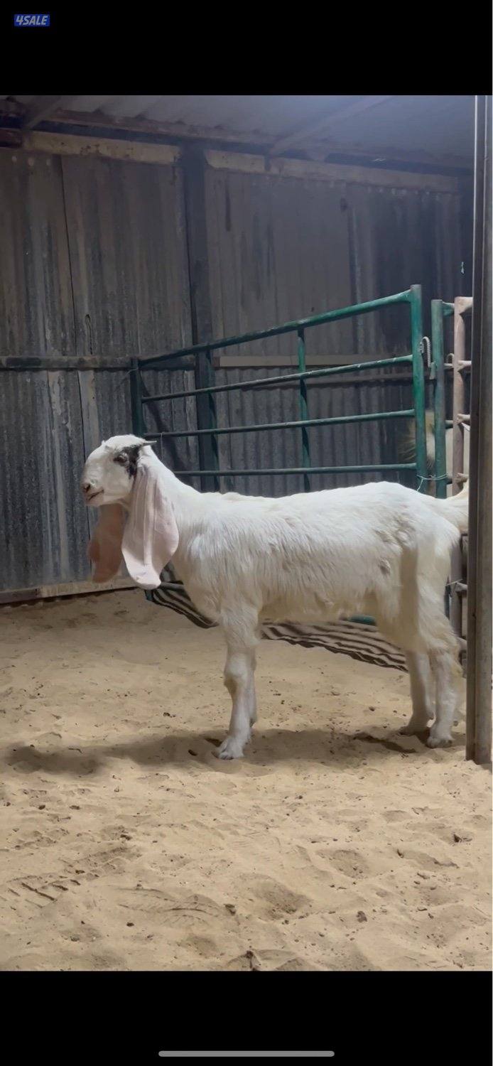 للبيع جفرتين عمرهم 6 شهور بنات  اعصار ولد اسيل لاهوب  الونش1