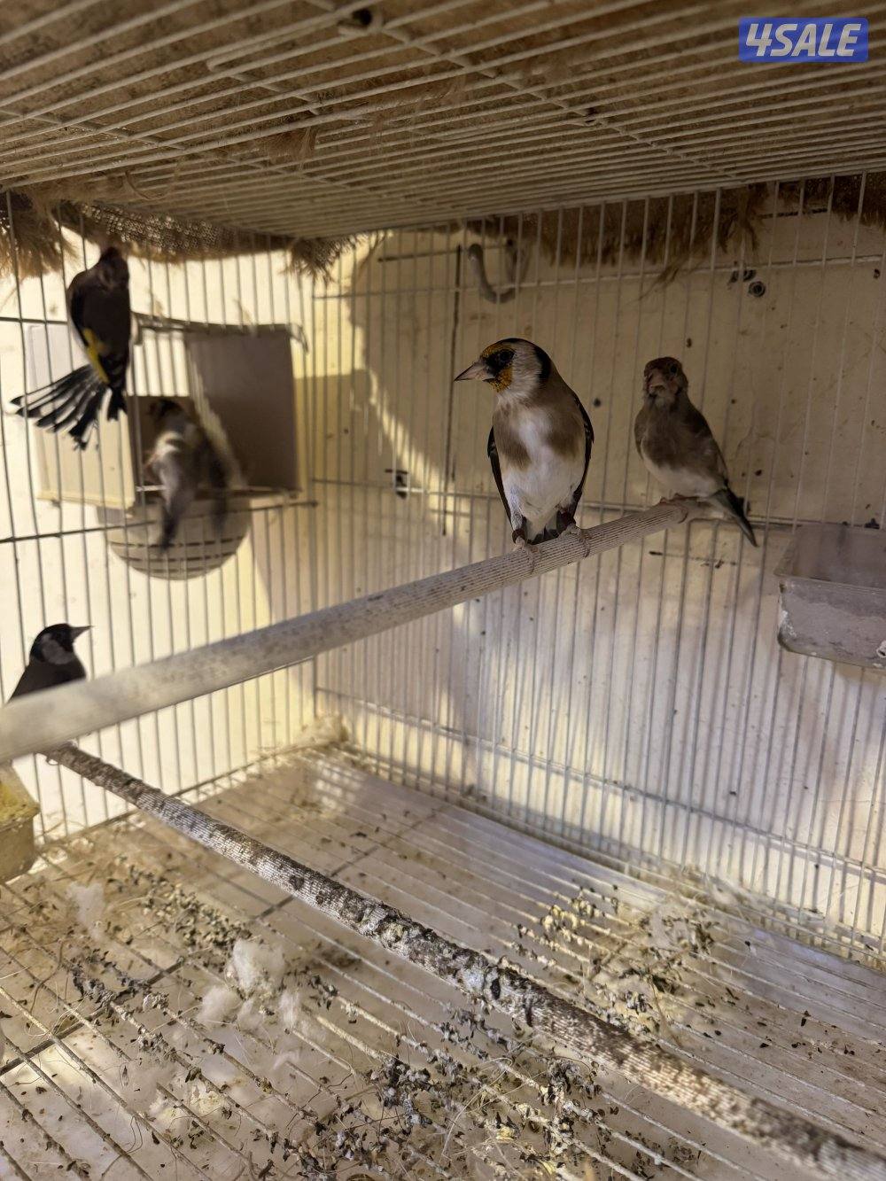 طيور حسون ذكر وانثي 4 عادي 1 كرماني جمله بدون قفص 3 فروخ عندي برتقالي1