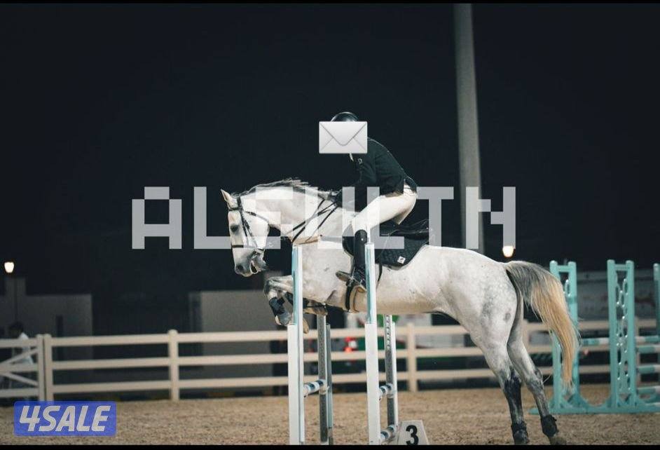 للبيع حصان قفز ( يقفز 80- 90 )  العمر ٩   مشارك بطولا و0